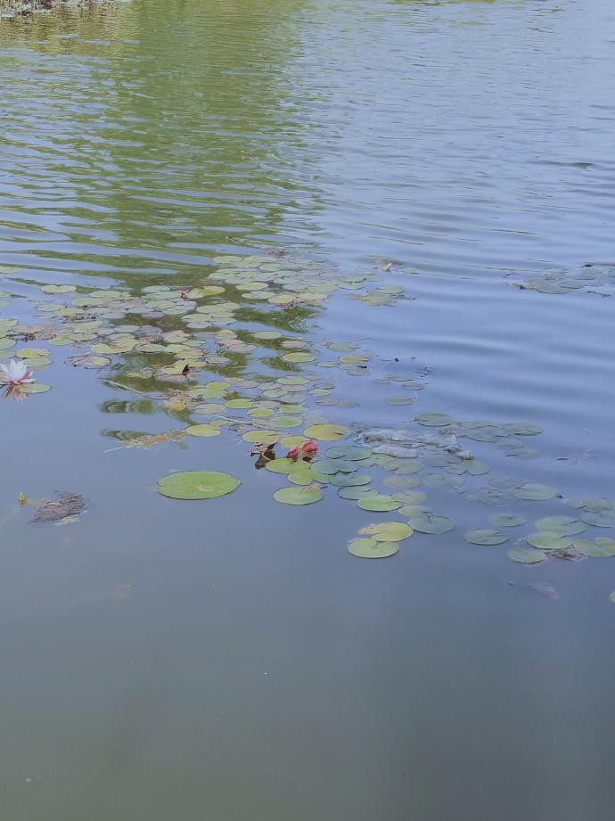 渊隐清流